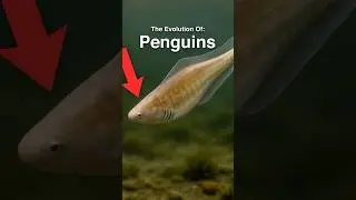 The Entire Evolution Of Penguins 🐧