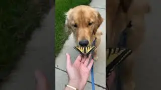 Dog eats butterfly🌺😢  #shorts #Subscribe #dog