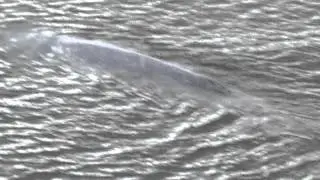 Gray Whale mother grieving for her baby during summer of 2011