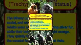Curious Info #046 &ndash; Silvery Lutung (Trachypithecus cristatus) #primates #langur #SoutheastAsia