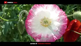 Primavera in Valnerina torna a Sant'Anatolia di Narco per la 16^ edizione [UMBRIAnews]