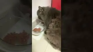 Black cat vs Khmer  cat