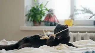 Funny Cat Fails Compilation l Funny Cat Video 2021 l Funny Cat Videos For Kids l Funny Pets