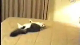 Stupid freaky idiot cat runs into wall