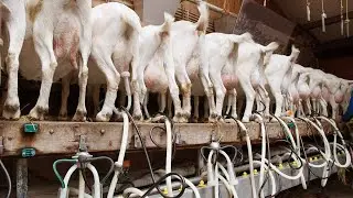 Goat Meat Cutting in Factory - Goat Cheese Processing &  Modern Goat Milking,  Farming Technology .