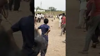 Mudhol dog race