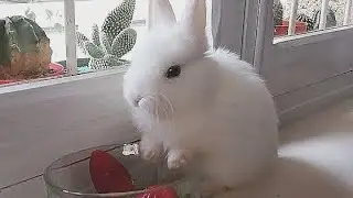 CONEJO BLANCO TOY BEB&Eacute; COMIENDO, BABY WHITE RABBIT. FUNNY BUNNY. 🐰