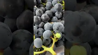 Black native grapes fresh from the garden #shortvideo #asmr #highlights #slowvideo #shortclip