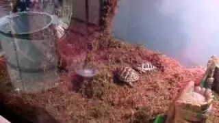 My Hermann's tortoise/reptile introduction