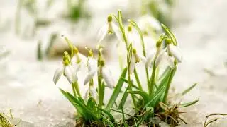 GALANTHUS (SNOWDROP) - FLOWERS AND HUGS [Video Official]