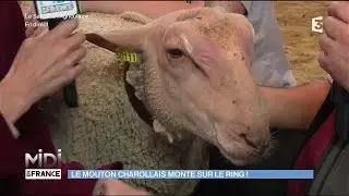 ANIMAUX : Le mouton charollais monte sur le ring !