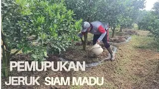 Langkah - Langkah Pemupukan Jeruk Siam Madu