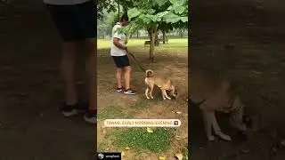 Walking your Dogs in Summer🥵