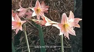 Billie Eilish - party favor #shorts