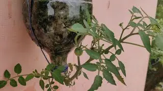 How to Grow Tomato In Bottle | Grow Tomato Plant In Plastic Hanging Bottle | Terrace & Gardening