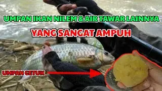 UMPAN GETUK BUAT IKAN NILEM || DI JAMIN AMPUH