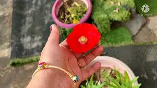How to grow poppy plant/full information of poppy plant in solankis garden🏡