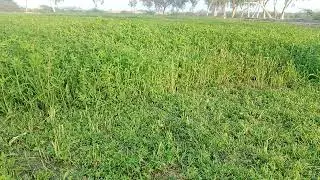 لوسن برسیم کی فاسٹ گروتھ NPK Amino Acid spray on Berseem Lucern