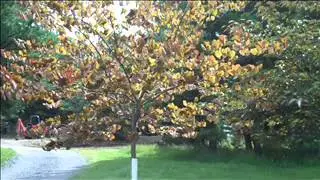 Tree Samples for Planting.Doylestown 18901: Bucks County, PA: orserlandscaping.com