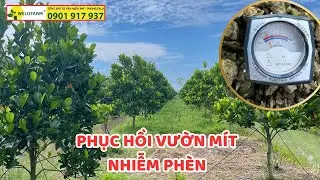 Hướng dẫn phục hồi vườn mít nhiễm phèn pH thấp