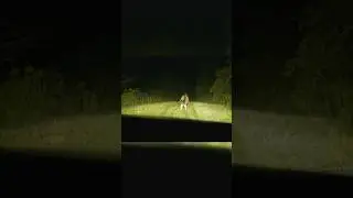 МЫ ВСТРЕЧАЕМ НАШЕГО ПЕРВОГО ХОДУНКА-ОБОЛОЧКИ НА ЗАБРОШЕННОЙ ДОРОГЕ #страшно #паранормально #жутко...