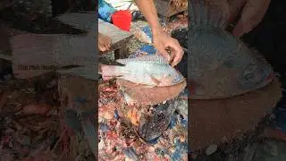 Amazing!! Telapia Fish Cutting Technique 😮😱 || #shorts #fishcutting_skills