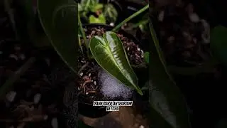 Daun baru anthurium Vetchii 🌱 #anthurium #anthuriumvetchii #plants #plantlover