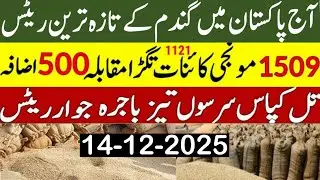 Today Wheat price in punjab/گندم کا ریٹ 2025/munji makki till sarso/Galla mandi rate today#farming 