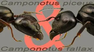 Camponotus fallax & Camponotus piceus differences + Sponge antnest