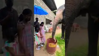 elephant drinking water | elephant fun #elephant #drinks #water