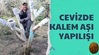 Cevizde Kalem Aşı.
