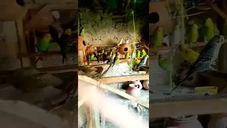 Baby Parrots #viral #vlog #first  #saeed #vlogger