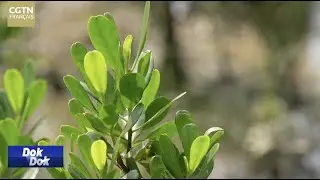 Le lumnitzera littorea &agrave; Haikou