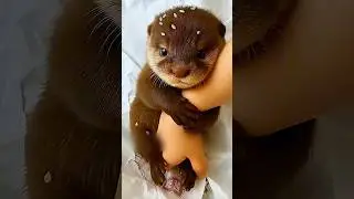 Этапы взросления выдр 🦦😍 #животные #милыеживотные