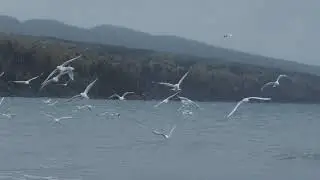 Cap Bon Ami, Gasp&eacute;, Qu&eacute;bec. Filmed on Panasonic GH5 in 1080p 120fps