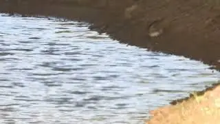 Cliff swallow construction team mining creek bank mud for nest building; California 92563