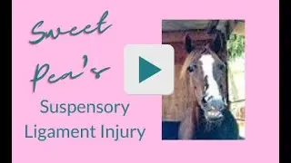 Healing a Horse's Chronic Suspensory Ligament Injury