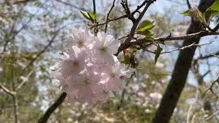Сакуры в цвету 25 апреля - Sakura -13- Arnold Arboretum - 25-April-2022 - (IMG 6771)