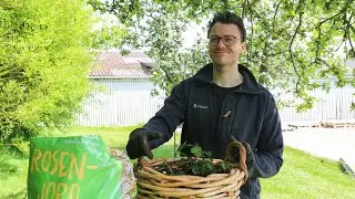 Roser i krukker med Henrik fra Champost