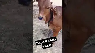 balaji dairy farm | gir cow calf | #short#gircows