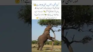 Elephant🐘 Pushes Down a Tree Wildlife Animal facts #elephant #trees #naturefacts #wildlife #shorts
