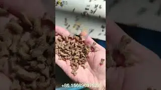 Hot popular dog food and cat food production line with factory quality