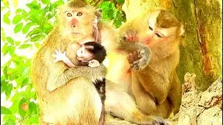 Poor baby monkey Barbi cry cos mother Blacky huge tightly every time.