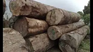 Increased timber imports by Bangladesh from Burma