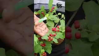 প্রকৃতির এক অনন্য উপহার বড় চাদর গাছ | cittomedia