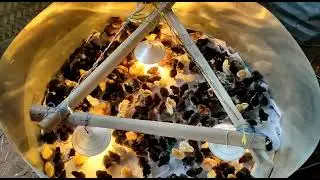 #kaveri day old 700 chicks delivery successfully Thirunelveli customer | #vgbpoultryfarm #giriraja