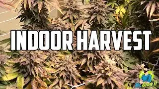 2 4 LB CANNABIS HARVEST! INDOOR MEDICAL MARIJUANA GROW