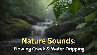 Flowing Creek & Gentle Water Drips 🌿 | Relaxing Nature Sounds (No Music)