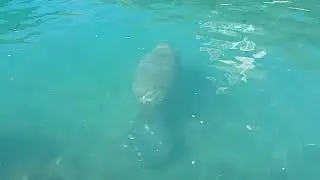 Wild Manatee Miami Beach | Sea Cow | Florida