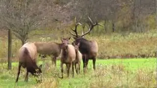 Hicks Run Elk Viewing, Pennsylvania